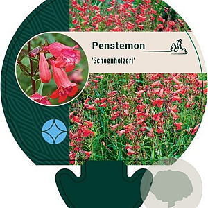 Penstemon 'Schoenholzeri' GM P9