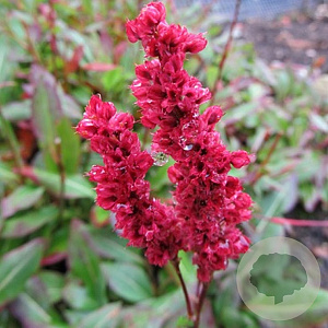 Persicaria affinis GM P9