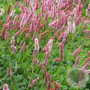 Persicaria aff. 'Superba' GM P9