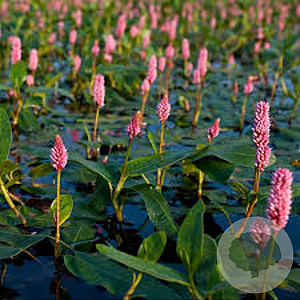 Persicaria amphibia GM P9