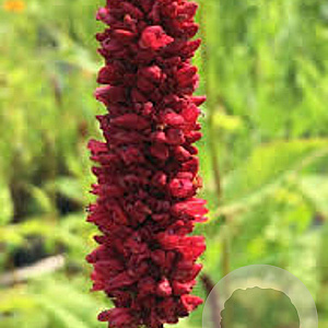 Persicaria amplexicaule 'Black Adder' GM P9
