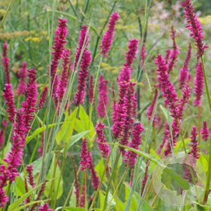 Persicaria amplexicaulis 'Amethyst' GM P9