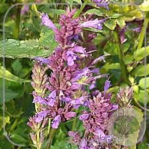 Persicaria amplexicaulis 'Anouk' GM P9