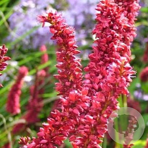 Persicaria amplexicaulis 'Dikke Floskes' GM P9
