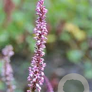Persicaria amplexicaulis 'Early Pink Lady' GM P9