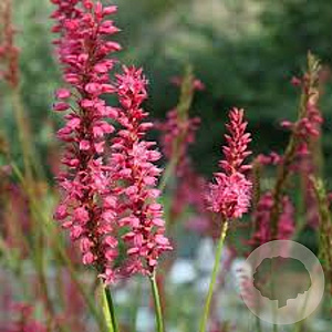 Persicaria amplexicaulis 'Fascination' GM P9