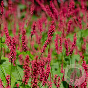 Persicaria amplexicaulis 'Firedance' GM P9