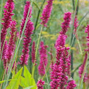 Persicaria amplexicaulis 'High Society' GM P9