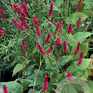 Persicaria amplexicaulis 'Summer Dance' GM P9