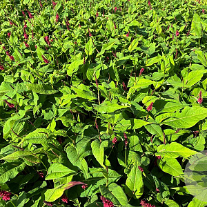 Persicaria a. 'Fat Domino' GM P9