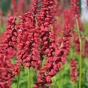 Persicaria a. 'JS Caliente' GM P9