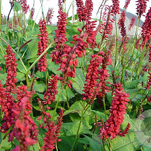 Persicaria a. 'JS Caliente' GM P9
