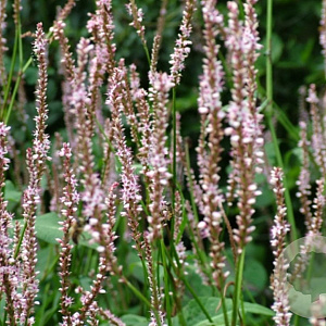 Persicaria amplexicaulus 'Pink Mist' GM P9