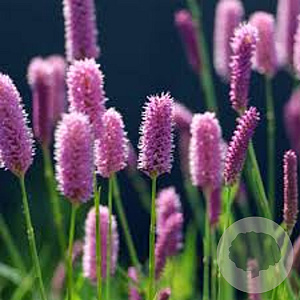 Persicaria bistorta 'Hohe Tatra' GM P9