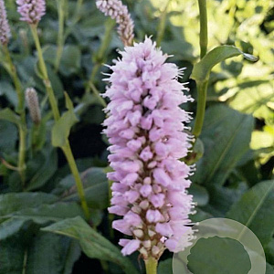 Persicaria bistorta 'Superba' GM P9