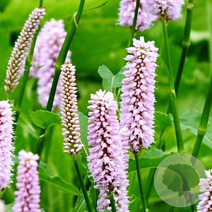 Persicaria bistorta 'Superba' GM P9