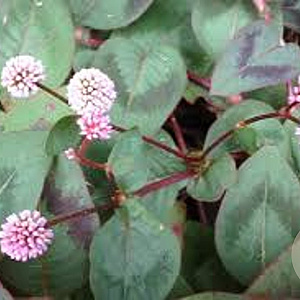 Persicaria capitata GM P9