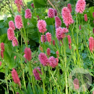 Persicaria carnea GM P9