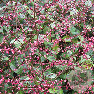 Persicaria filiformis GM P9