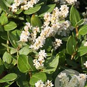 Persicaria kahil GM P9