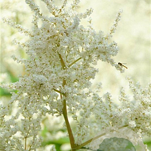 Persicaria polymorpha GM P9