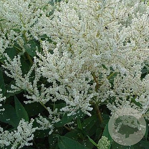 Persicaria polymorpha GM P9