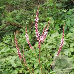 Persicaria vacciniifolia GM P9