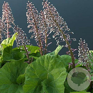 Petasites hybridus GM P9