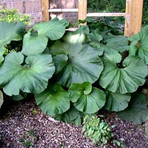 Petasites japonicus GM P9