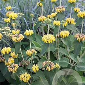 Phlomis 'Edward Bowles' GM P9