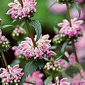 Phlomis tuberosa GM P9