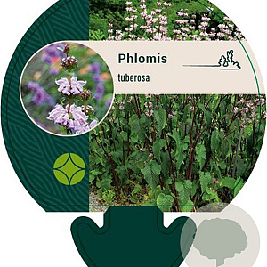 Phlomis tuberosa GM P9
