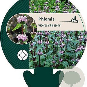 Phlomis tuberosa 'Amazone' GM P9