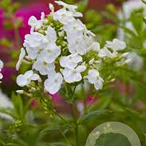 Phlox (P) 'Alba' GM P9