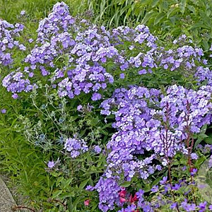 Phlox (P) 'Blue Star' GM P9