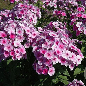 Phlox (P) 'John Fanick' GM P9