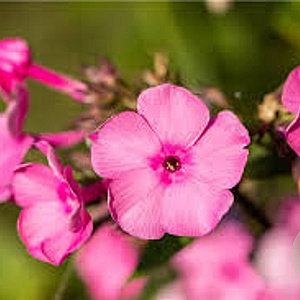 Phlox (P) 'Aida' GM P9