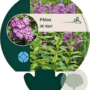 Phlox (M) 'Alpha' GM P9