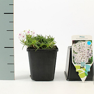 Phlox (S) 'Amazing Grace' GM P9