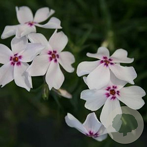 Phlox (S) 'Amazing Grace' GM P9