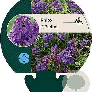 Phlox (P) 'Amethyst' GM P9