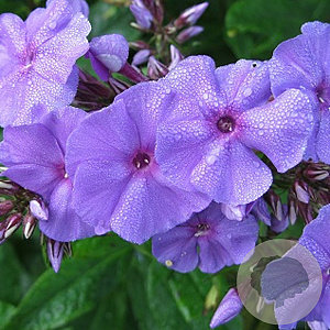 Phlox (P) 'Amethyst' GM P9