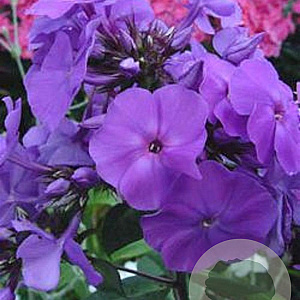 Phlox (P) 'Amethyst' GM P9
