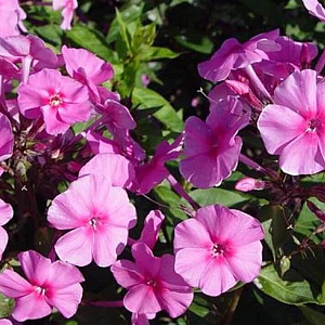 Phlox amplifolia 'Winnetou' GM P9