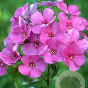 Phlox (A) 'Anja' GM P9