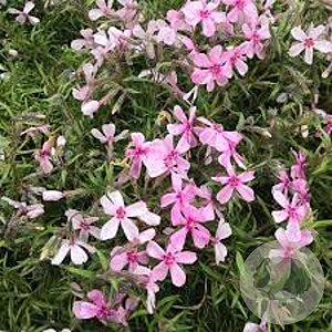 Phlox (S) 'Apple Blossom' GM P9