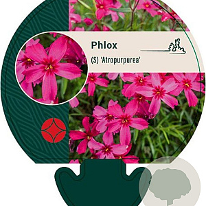 Phlox (S) 'Atropurpurea' GM P9