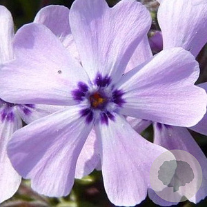 Phlox (S) 'Benita' GM P9