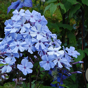 Phlox (P) 'Blue Evening' GM P9