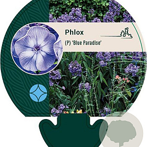 Phlox (P) 'Blue Paradise' GM P9